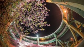 河津桜まつり会場まで車で25分！

河津桜まつりが 2024/2/1～2/29 に開催されます。
THE CLIFFは下田に位置しますが、河津桜へもアクセスがしやすい場所にございます。

ぜひ、海と桜を楽しみにお越しくださいませ。

#ジャグジー
#BBQ
#焚火

#グランピング
#トレーラーハウス
#伊豆民泊
#izuminpaku